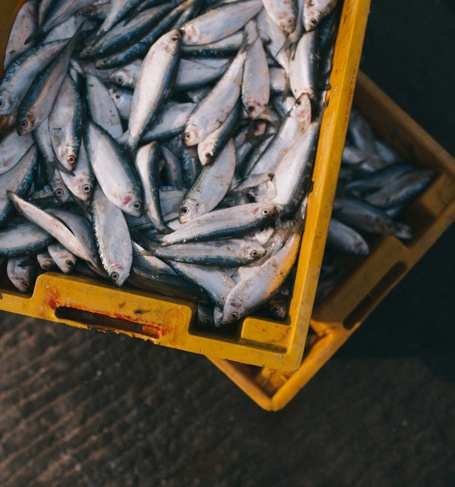 Generally, people only think of Joseon sea |  Kitaoji Rosanjin  Korean sea bream superior to Akashi sea bream